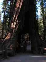 3450_Yosemithe_NP Wawona giant Sequoia 